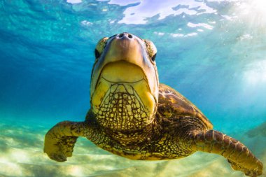 Hawaiian yeşil deniz kaplumbağası Hawaii Pasifik Okyanusu'nun sıcak sularında seyir