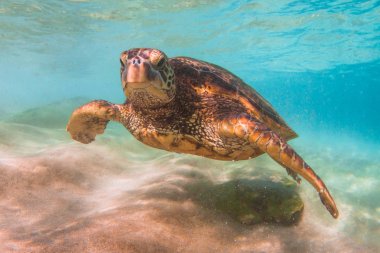 Hawaiian yeşil deniz kaplumbağası Hawaii Pasifik Okyanusu'nun sıcak sularında seyir