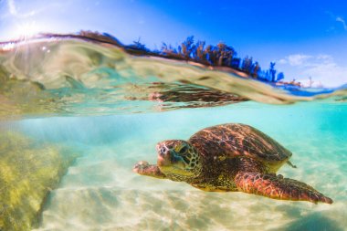 Hawaiian yeşil deniz kaplumbağası Hawaii Pasifik Okyanusu'nun sıcak sularında seyir