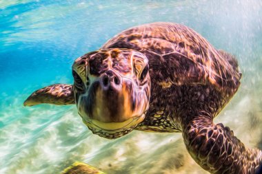 Hawaiian yeşil deniz kaplumbağası Hawaii Pasifik Okyanusu'nun sıcak sularında seyir