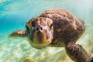 Hawaiian yeşil deniz kaplumbağası Hawaii Pasifik Okyanusu'nun sıcak sularında seyir
