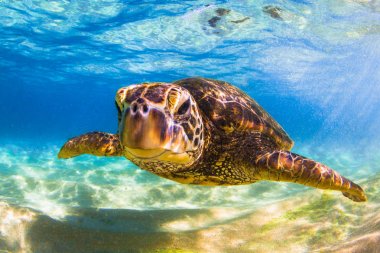 Hawaiian yeşil deniz kaplumbağası Hawaii Pasifik Okyanusu'nun sıcak sularında seyir
