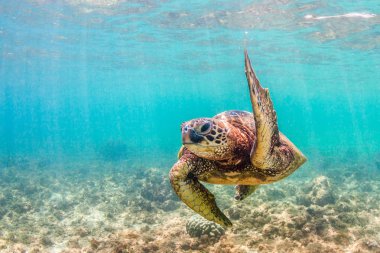 Hawaiian yeşil deniz kaplumbağası Hawaii Pasifik Okyanusu'nun sıcak sularında seyir