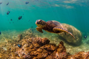 Hawaiian yeşil deniz kaplumbağası Hawaii Pasifik Okyanusu'nun sıcak sularında seyir