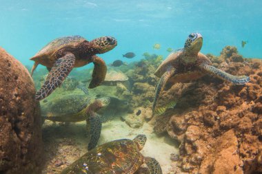 Hawaiian yeşil deniz kaplumbağası Hawaii Pasifik Okyanusu'nun sıcak sularında seyir