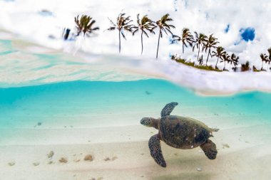 Hawaiian yeşil deniz kaplumbağası Hawaii Pasifik Okyanusu'nun sıcak sularında seyir