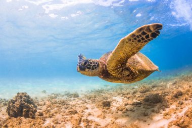 Hawaiian yeşil deniz kaplumbağası Hawaii Pasifik Okyanusu'nun sıcak sularında seyir