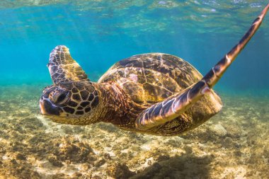 Hawaiian yeşil deniz kaplumbağası Hawaii Pasifik Okyanusu'nun sıcak sularında seyir