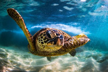 Hawaiian yeşil deniz kaplumbağası Hawaii Pasifik Okyanusu'nun sıcak sularında seyir