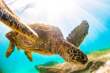 Hawaiian yeşil deniz kaplumbağası Hawaii Pasifik Okyanusu'nun sıcak sularında seyir