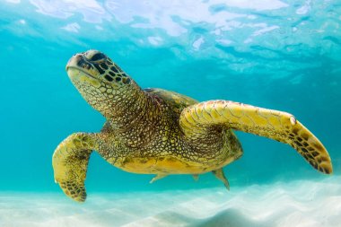 Hawaiian yeşil deniz kaplumbağası Hawaii Pasifik Okyanusu'nun sıcak sularında seyir