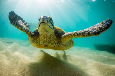 Hawaiian yeşil deniz kaplumbağası Hawaii Pasifik Okyanusu'nun sıcak sularında seyir