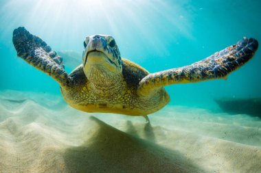 Hawaiian yeşil deniz kaplumbağası Hawaii Pasifik Okyanusu'nun sıcak sularında seyir