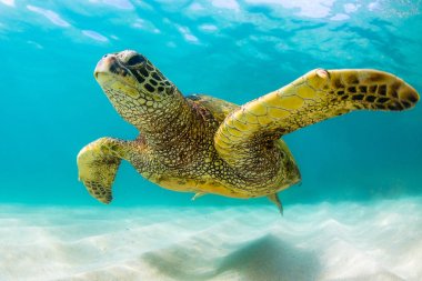 Hawaiian yeşil deniz kaplumbağası Hawaii Pasifik Okyanusu'nun sıcak sularında seyir