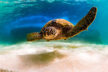 Hawaiian yeşil deniz kaplumbağası Hawaii Pasifik Okyanusu'nun sıcak sularında seyir