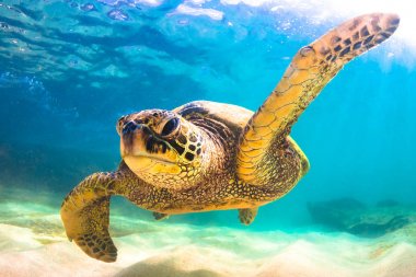 Hawaiian yeşil deniz kaplumbağası Hawaii Pasifik Okyanusu'nun sıcak sularında seyir
