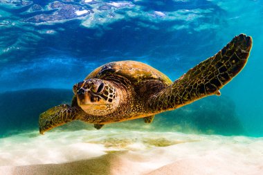 Hawaiian yeşil deniz kaplumbağası Hawaii Pasifik Okyanusu'nun sıcak sularında seyir