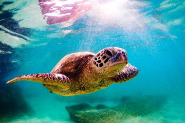 Hawaiian yeşil deniz kaplumbağası Hawaii Pasifik Okyanusu'nun sıcak sularında seyir
