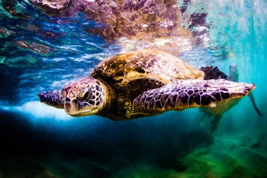Hawaiian yeşil deniz kaplumbağası Hawaii Pasifik Okyanusu'nun sıcak sularında seyir
