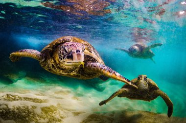 Hawaiian yeşil deniz kaplumbağası Hawaii Pasifik Okyanusu'nun sıcak sularında seyir