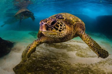 Hawaiian yeşil deniz kaplumbağası Hawaii Pasifik Okyanusu'nun sıcak sularında seyir