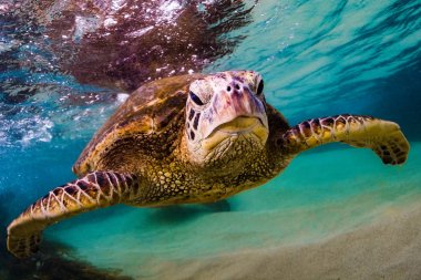 Hawaiian yeşil deniz kaplumbağası Hawaii Pasifik Okyanusu'nun sıcak sularında seyir