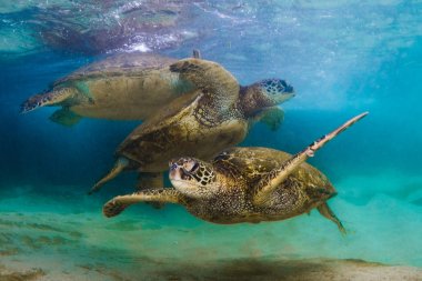 Hawaiian yeşil deniz kaplumbağası Hawaii Pasifik Okyanusu'nun sıcak sularında seyir