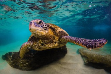 Hawaiian yeşil deniz kaplumbağası Hawaii Pasifik Okyanusu'nun sıcak sularında seyir