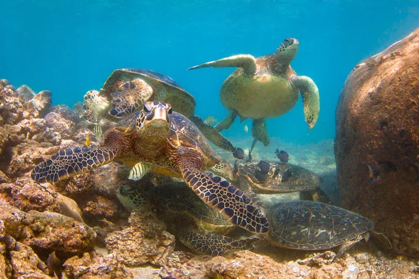 Hawaiian Grön Havssköldpadda Cruising Det Varma Vattnen Stilla Havet Hawaii — Stockfoto