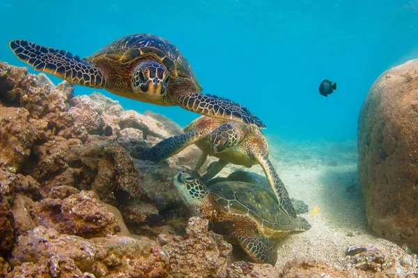 Hawaiian Green Sea Turtle Cruzando Águas Quentes Oceano Pacífico Havaí — Fotografia de Stock
