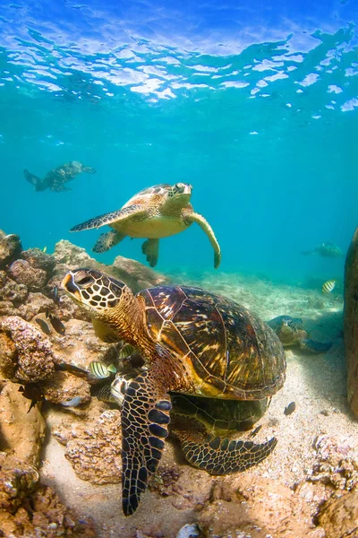 Hawai Tortuga Verde Del Mar Navegando Por Las Cálidas Aguas — Foto de Stock