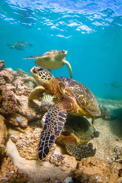 Hawai Tortuga Verde Del Mar Navegando Por Las Cálidas Aguas — Foto de Stock
