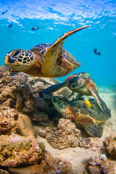 Гавайська Зелений Приморська Морська Черепаха Крейсерських Теплі Води Тихого Океану — стокове фото