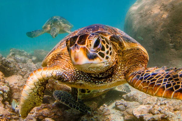 Hawaiian Green Sea Turtle Cruising Warm Waters Pacific Ocean Hawaii — Stock Photo, Image