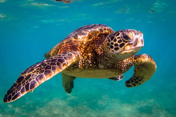 Hawaiian Zielony Żółw Morski Krążąc Morzach Ciepłych Wodach Oceanu Spokojnego — Zdjęcie stockowe