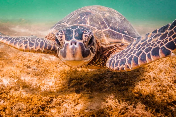 Hawaiian Zielony Żółw Morski Krążąc Morzach Ciepłych Wodach Oceanu Spokojnego — Zdjęcie stockowe