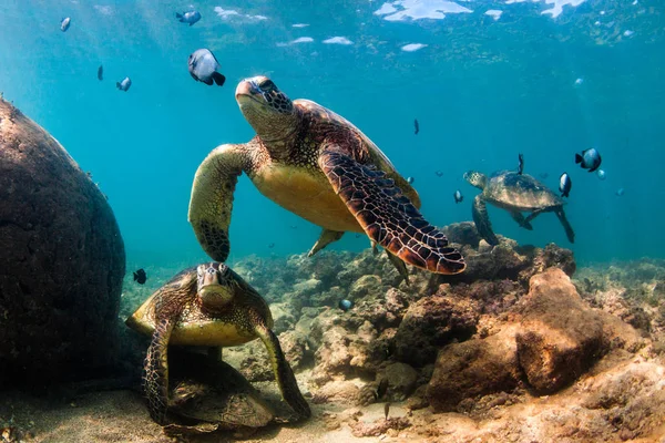 Hawaiian Green Sea Turtle Cruzando Águas Quentes Oceano Pacífico Havaí — Fotografia de Stock