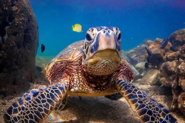 Hawaiian Green Sea Turtle Cruzando Águas Quentes Oceano Pacífico Havaí — Fotografia de Stock