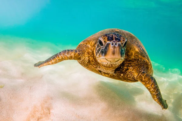 Hawaiian Green Sea Turtle Cruzando Águas Quentes Oceano Pacífico Havaí — Fotografia de Stock