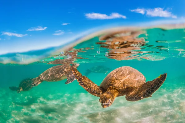 Hawaiian Zielony Żółw Morski Rejsy Ciepłych Wodach Oceanu Spokojnego Hawajach — Zdjęcie stockowe