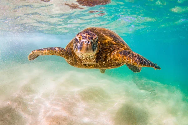 Hawaii Zöld Tengeri Teknős Cirkál Meleg Víz Csendes Óceán Hawaii — Stock Fotó