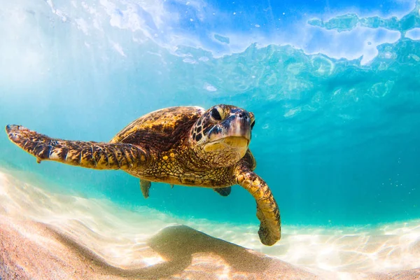 Hawaiianische Grüne Meeresschildkröte Kreuzt Warmen Wasser Des Pazifischen Ozeans Hawaii — Stockfoto