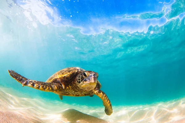 Hawaiian Green Sea Turtle cruising in the warm waters of the Pacific Ocean in Hawaii