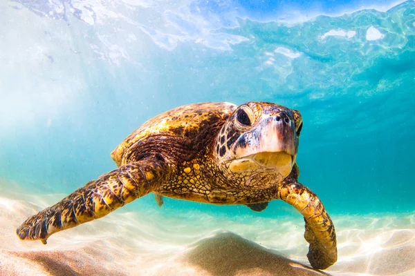 Hawaiiaanse Groene Zeeschildpad Cruisen Warme Wateren Van Stille Oceaan Hawaï — Stockfoto