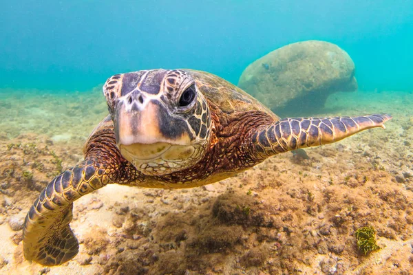 Hawaiian Green Sea Turtle Cruzeiro Nas Águas Quentes Oceano Pacífico — Fotografia de Stock