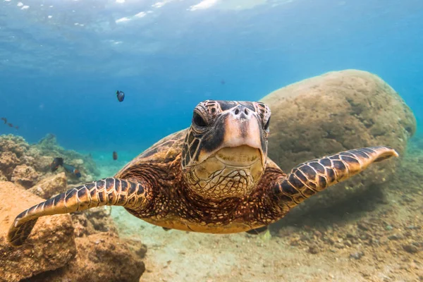 Hawaiian Green Sea Turtle Cruzeiro Nas Águas Quentes Oceano Pacífico — Fotografia de Stock