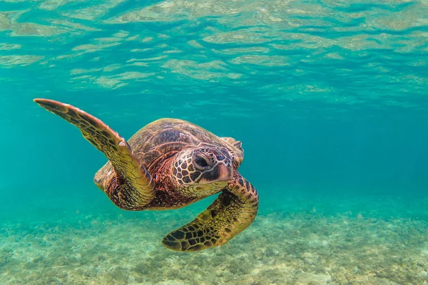 Hawaii Zöld Tengeri Teknős Cirkál Meleg Víz Csendes Óceán Hawaii — Stock Fotó