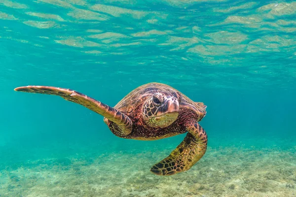 Hawaiian Green Sea Turtle Cruising Warm Waters Pacific Ocean Hawaii — Stock Photo, Image