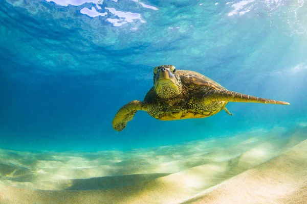 Гавайская Черепаха Теплой Воде Тихого Океана Гавайях — стоковое фото