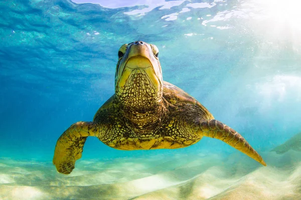 Hawaiian Zielony Żółw Morski Rejsy Ciepłych Wodach Oceanu Spokojnego Hawajach — Zdjęcie stockowe